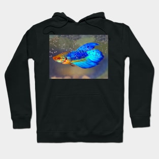 Siamese Fighting Fish Hoodie